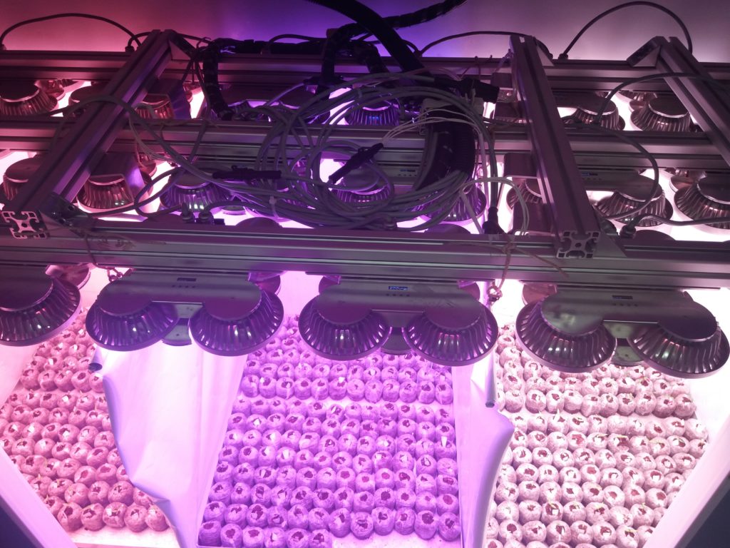 LED növényvilágítás kísérlet - különféel spektrumok vizsgálata