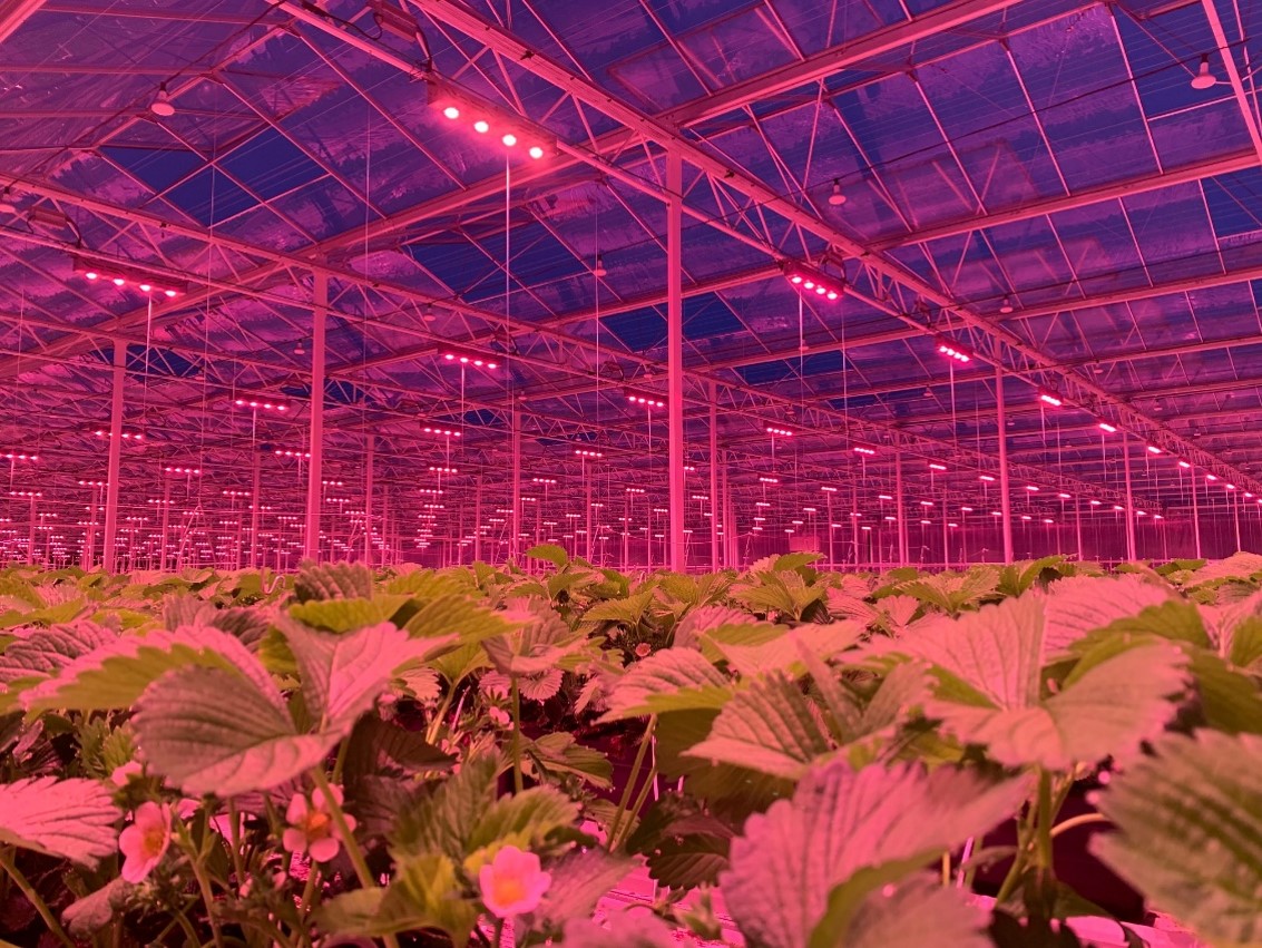 üvegház, kertészet, LED világítás pályázat
