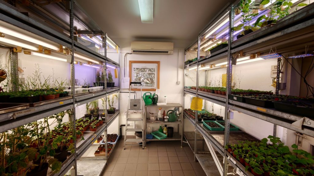 mate LED novenyvilagitas &ndash; Ledium
