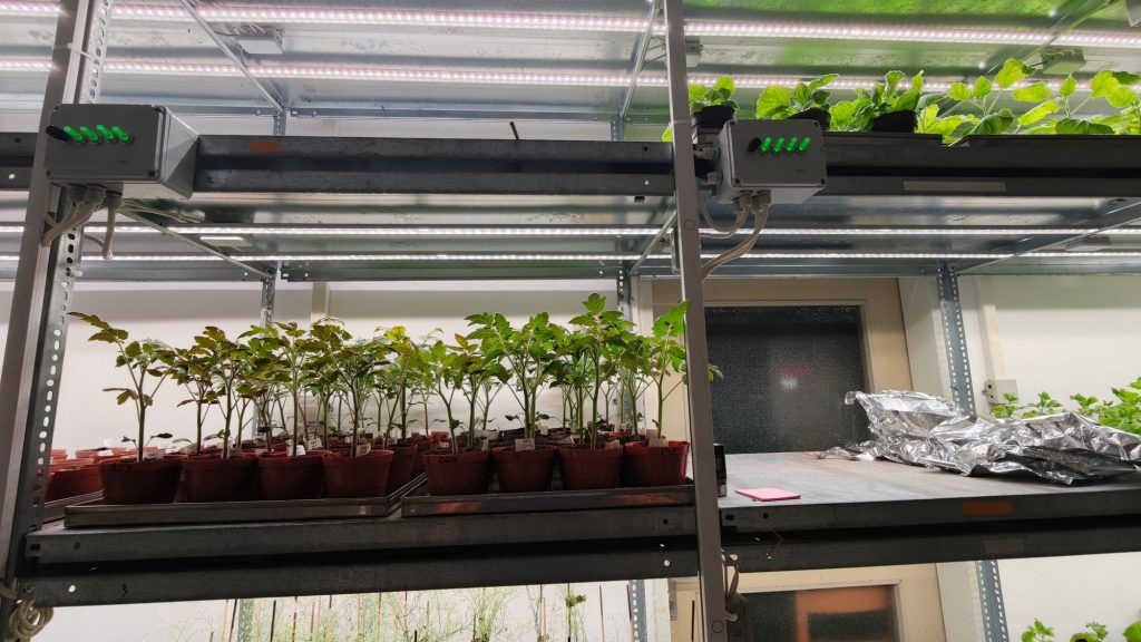 novenyvilagitas &ndash; Ledium