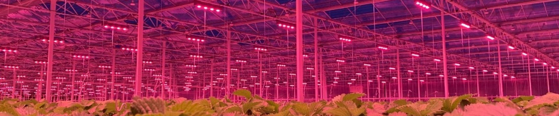 üvegház, kertészet, LED világítás pályázat